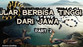 Jenis Ular Berbisa Tinggi dari Jawa part 2 [upl. by Waylan]