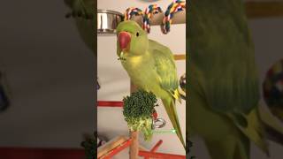 “MMM” Broccoli 🥦 birds talkingbirds pets parrots [upl. by Lolanthe477]