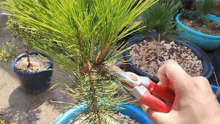 Candle Pruning a Japanese Black Pine PreBonsai Bonsai from Scratch [upl. by Neeuq443]