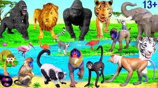 Big Cat Week 2023  Lion Tiger Elephant Gorilla Mandrill Monkey Lemur 13 [upl. by Nairolf]