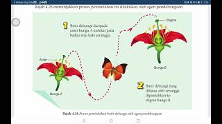 Sains tingkatan 1  Agen Pendebungaan [upl. by Aelber]