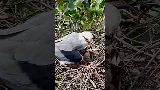 Blackshouldered kite Bird in the nest protects two children from the sunEp9 [upl. by Teddi723]