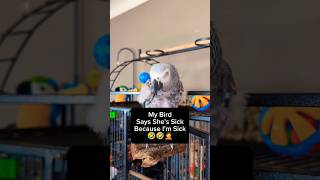 Bird Says Shes Sick Because Moms Sick 🤦🤣 talkingbird funny parrot pets funnyparrot animals [upl. by Eelrac57]