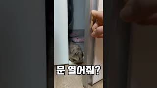 크록스 커스텀 10만원 디자인 수정중이셨던 세계적 설치류 디자이너 프레리독신발커스텀크록스 [upl. by Nevlin]