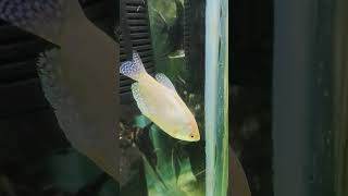 Gouramis are a group of freshwater anabantiform fish that comprise the family Osphronemidaefish [upl. by Yurt]