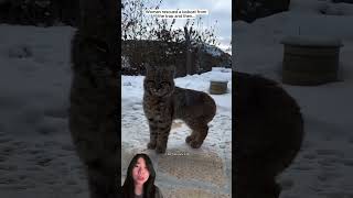 Woman rescued a bobcat from the trap rescue short cat [upl. by Nodarb117]