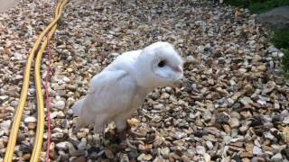 White Barn Owl [upl. by Revned]