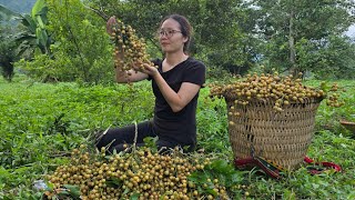 Harvest Clausena Lansium Goes to the market to sell  Ly Minh Ngoc [upl. by Portie118]