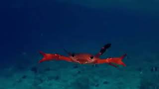 Underwater Crab swimming [upl. by Janeta]