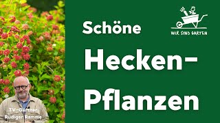 Schöne Heckenpflanzen [upl. by Lisha]