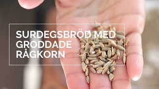 Surdegsbröd med groddade rågkorn [upl. by Hildegard339]