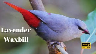 Lavender Waxbill on Kauai The Beautiful Bird of Hawaii Island  Lavender Waxbill in Paradise [upl. by Arihsay253]