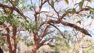 Toad Tree Mkhalu isiZulu or Tabernaemontana elegans Tembe Comm Reserve South Africa [upl. by Bixler]