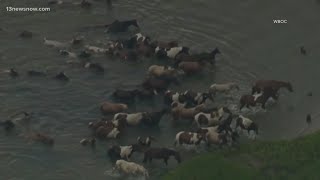 100 Chincoteague Ponies to swim across channel during annual Pony Swim [upl. by Eyoj]