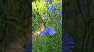 Blue cornflower Centaurea cyanus [upl. by Leotie]