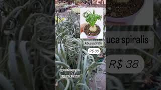 Albuca spiralis mudas no Pé de Flor Garden [upl. by Aveneg]