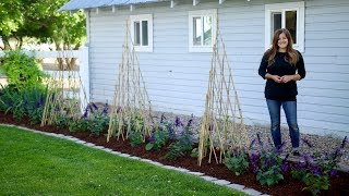 Growing Vines up Teepee Trellises 🌿  Garden Answer [upl. by Kraska213]