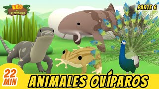 Animales Ovíparos Episodio Compilación Parte 67  Leo El Explorador Episodio  Animación [upl. by Lanae]