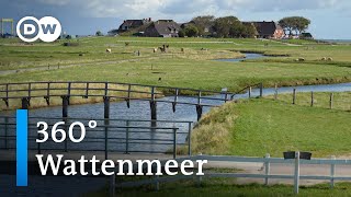 360° Video Wattenmeer  DW Reise [upl. by Llerrud]