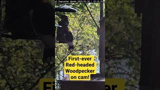 Amazing Redheaded Woodpecker Visits Sapsucker Woods Cam birds live nature [upl. by Nareht234]