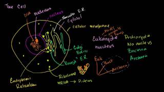 Parts of a cell [upl. by Nerval]