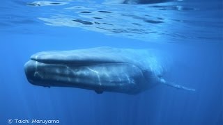 Blue Whale Encounter／シロナガスクジラに２連続で出会った瞬間 [upl. by Adnalu]