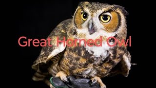 Great Horned Owl rosellureta owl facts owls owllovers birds [upl. by Enaht295]