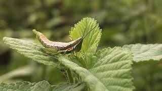 Grasshopper selyan1980 [upl. by Kenley]