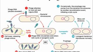 AP Biology Chapter 43 Immune System Part 1 [upl. by Partan]