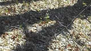 Blue racer snake Coluber constrictor foxi in Manistee National Forest [upl. by Gayleen]