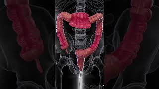 3d animation of the lining of large intestine the last line of digestion biology viral short [upl. by Nodaj]