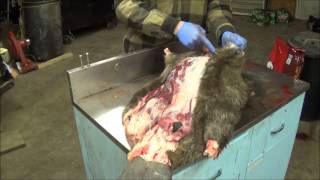 Professional Fur Handling Beaver Part 1 Skinning [upl. by Hake]