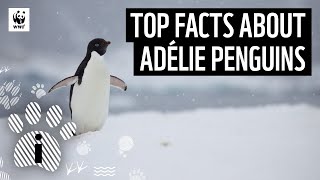 Top Facts about Adélie Penguins  Animal Facts  WWF [upl. by Macario]