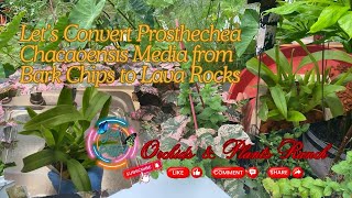 Lava Rocks on Prosthechea Chacaoensis Orchids [upl. by Cavil]