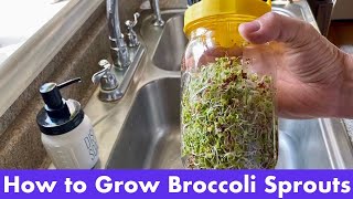 How to Grow Broccoli Sprouts [upl. by Eirffej]