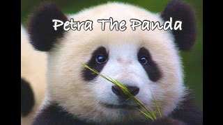 Children’s Sleep Meditation Story  Petra The Panda Gets A New Family [upl. by Debbra]