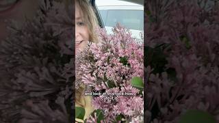 Planting a Bloomerang Purpink lilac in the spring 🎉 Part 3 of 3 spring gardening flowers [upl. by Grannias]