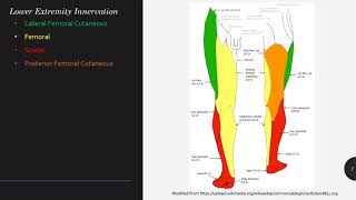 Lower Extremity Nerve Blocks Keyword Review  Dr Holzberger [upl. by Alket197]