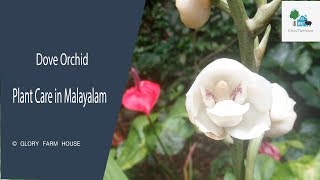 Dove Orchid Care in Malayalam  Peristeria Orchid  Holy Spirit Orchid  Glory Farm House [upl. by Claudetta]