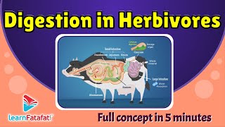 Digestion in Herbivores  The Ruminants  CBSE Class 7 Chapter 2 Nutrition in Animals LearnFatafat [upl. by Skyler531]