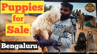 Puppies for sale in Bangalore  Royal breeders Bangalore  Dog kennels in Bangalore  Dog breeders [upl. by Helmut]