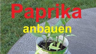 Paprika aus Kern selber ziehen Paprika einpflanzen Paprika anbauen aus eigenen Samen ziehen [upl. by Buskirk984]