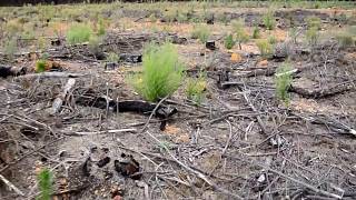 Western Australia Plantation Establishment [upl. by Colpin]