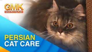 Learn about the Persian Cat breed  Pet Talk [upl. by Cuthburt]