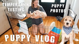 PUPPY VLOG  TEMPERAMENT TESTING PUPPY PHOTOS AND WE ONLY HAVE 1 WEEK LEFT 🥺 [upl. by Pals]