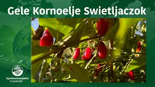 Gele Kornoelje Swietljaczok [upl. by Knox]