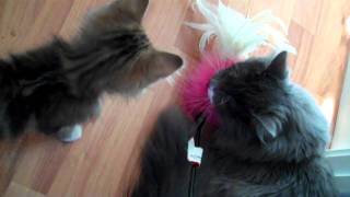 Growling Cat Part 2MP4 [upl. by Charmaine]