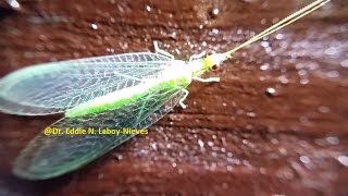 Green Lacewing Leucochrysa insularis Crisopa Verde [upl. by Becket]