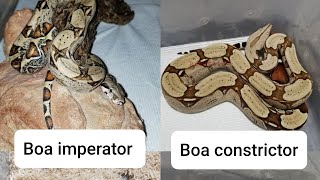 Boa imperator vs Boa constrictor [upl. by Ofella619]