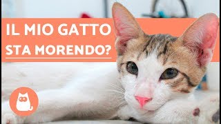 Come capire che un gatto sta per morire – 5 sintomi evidenti [upl. by Dari906]